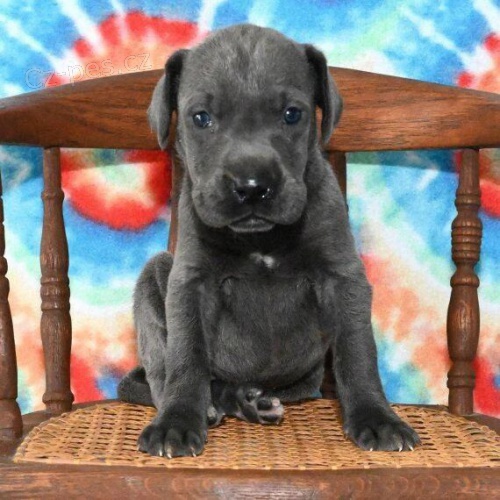 �t��ata n�meck� dogy