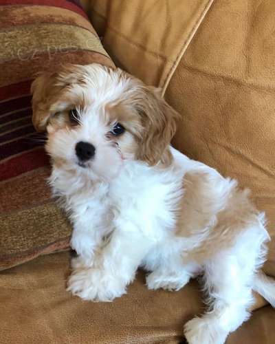 �t��ata Ausiedoodle