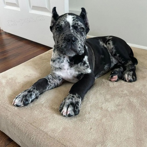 Italsk� corso pes (Cane Corso Italiano)