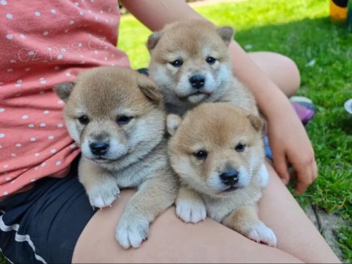  �t��ata Shiba-Inu s PP FCI - odb�r na V�noce