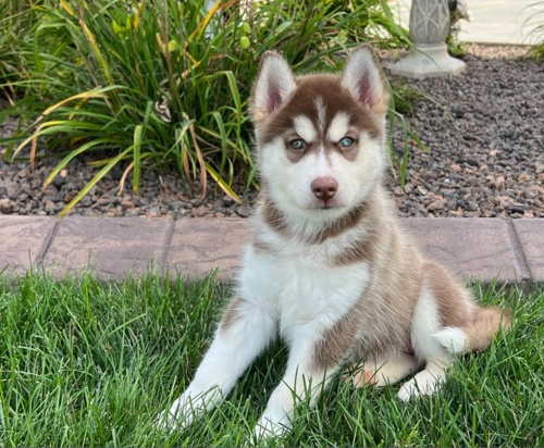 �istokrevn� �t��ata sibi�sk�ho huskyho