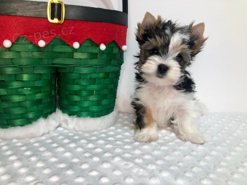 Jork�irsk� teri�r s PP - fenky