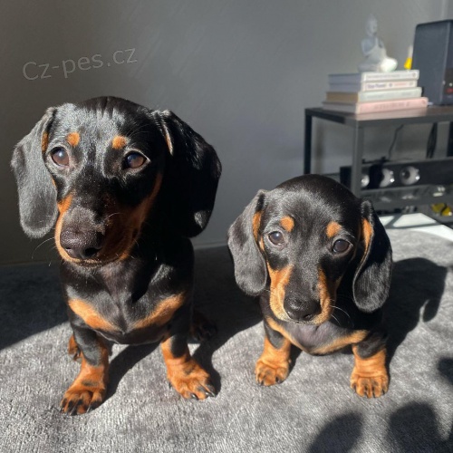 trpasli�� �t��ata jezev��ka hladkosrst�ho