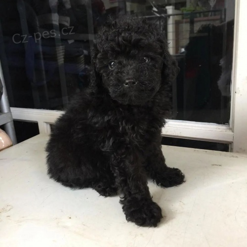 �ern�ho Toy pudla