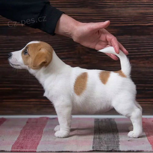 jack russell teri�ra.