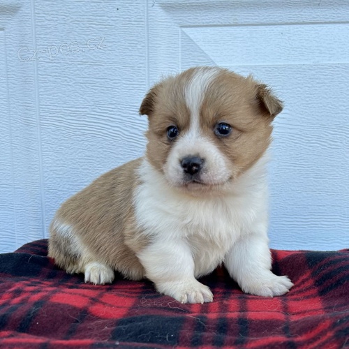 �t��ata Welsh Corgi Pembroke