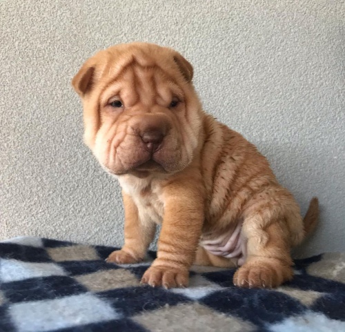 o�kovan� shar-pei.