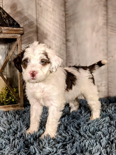 portugalsk�ho vodn�ho