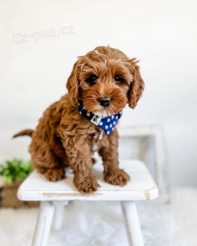 Cockapoo
