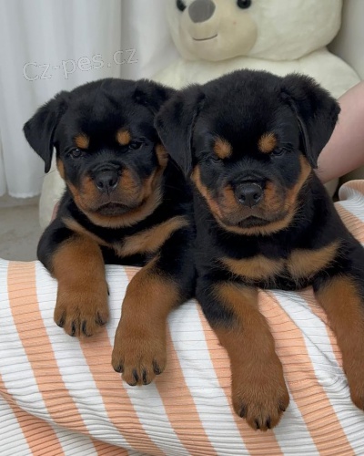 �t���tka rotvajlera.