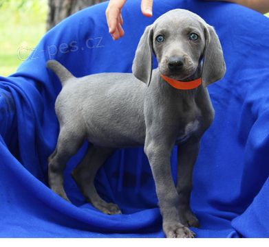 v�marsk�ch oha��