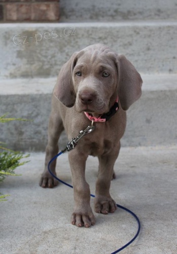 v�marsk�ch oha��