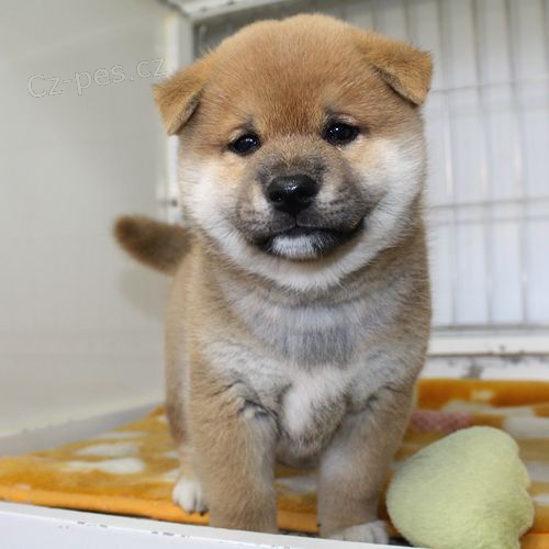 shiba inu