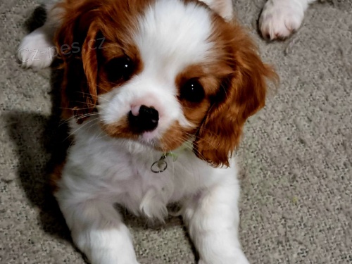 Kaval�r King Charles �pan�l