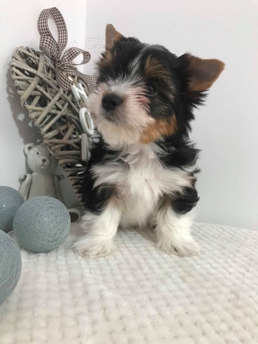 York��rsk� teri�r (Jork��rsk� teri�r)