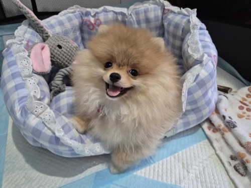 N�meck� �pic trpasli�� (Pomeranian)