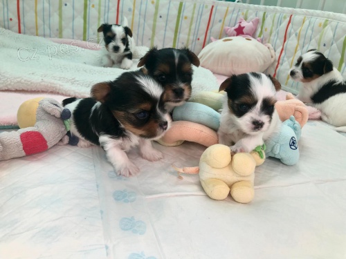 Biewer jork�irsk� teri�r