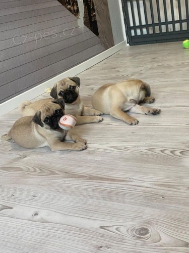 Mopsl�k, Pug