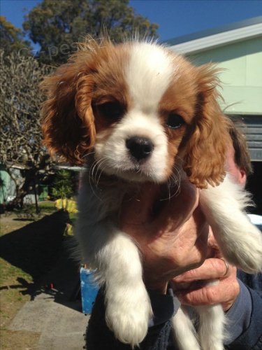 Kaval�r King Charles Spaniel.