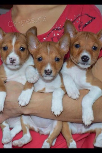 �t���tka Basenji