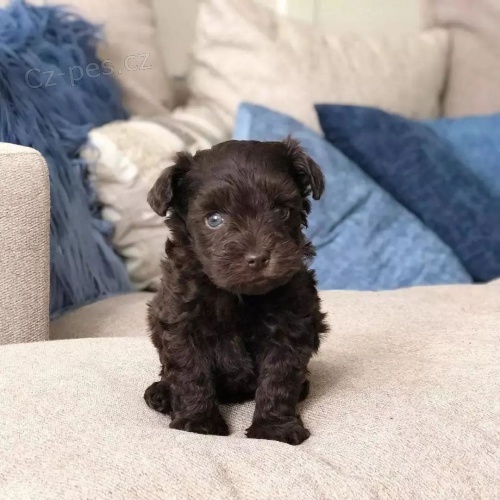 Kn�ra� mal� �t���tka