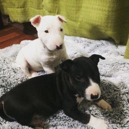 �t��ata mini anglick�ho bulteri�ra