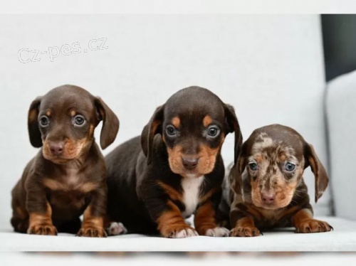 11 t�dn� star� �t��ata jezev��ka