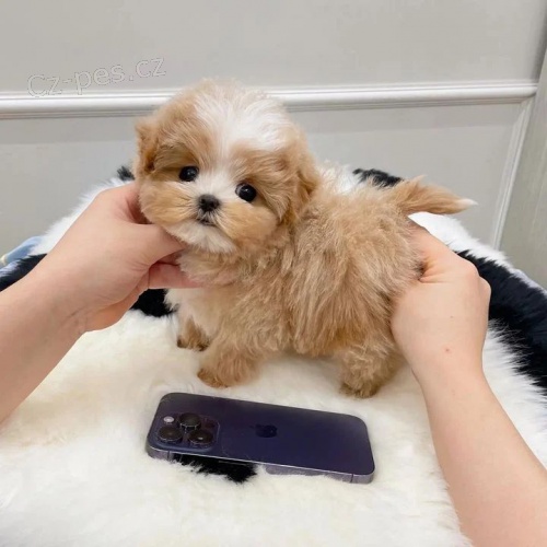 �t��ata pudla k dispozici