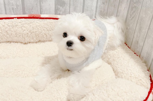 �t��ata malt�zsk�ho ov��ka k dispozici