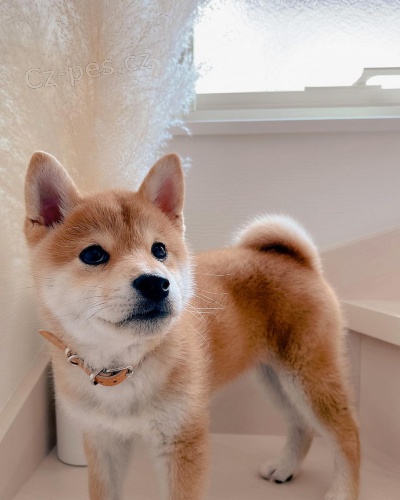 �t��ata Akita Inu