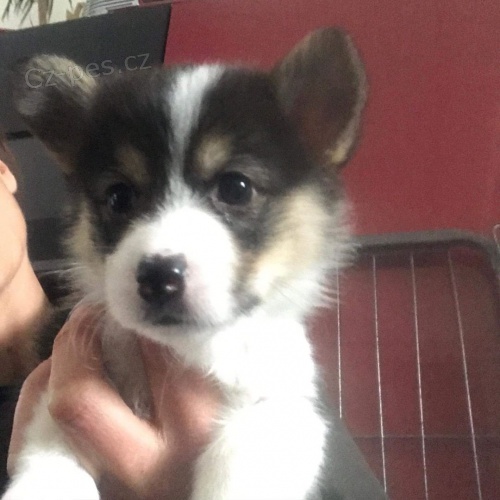 �t��ata vel�sk�ho corgi pembroke