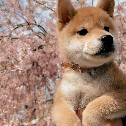 2 �t��ata Akita Inu