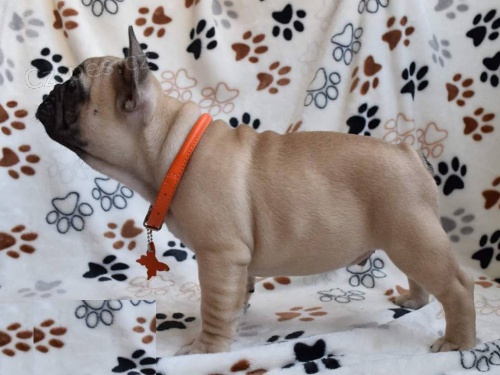 3 �t��ata francouzsk�ho buldo�ka