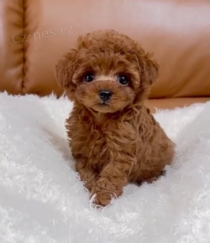 Kr�sn� �t��ata toy pudla.
