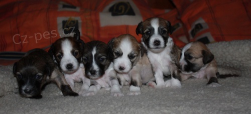 ��nsk� chocholat� pes