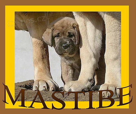 �pan�lsk� mastin - ch.s. MASTIBE - fenka s PP