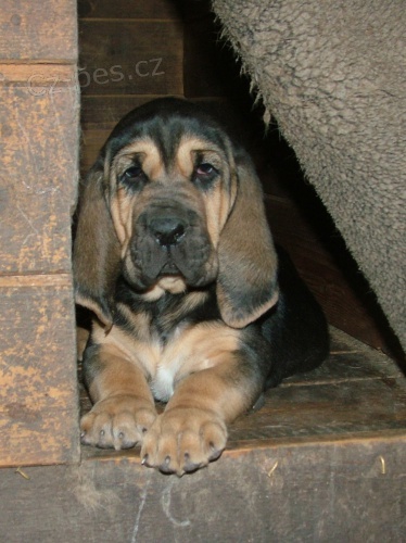 Bloodhound �t��ata 