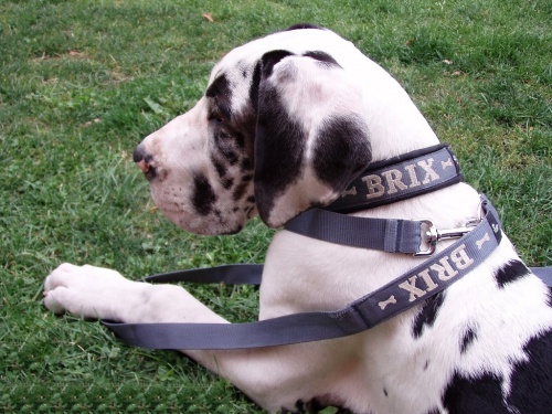 Obojek se jm�nem Va�eho psa