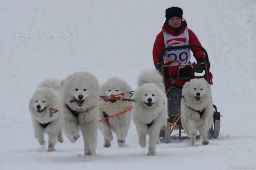 Samojed - �t���tka s PP