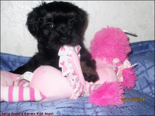 Havansk� ps�k s PP - fene�ka - pejsci