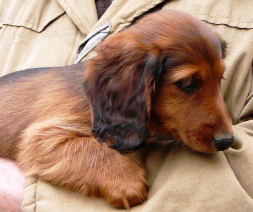 Jezev��k trpasli��/kr�li�� dlouhosrst�