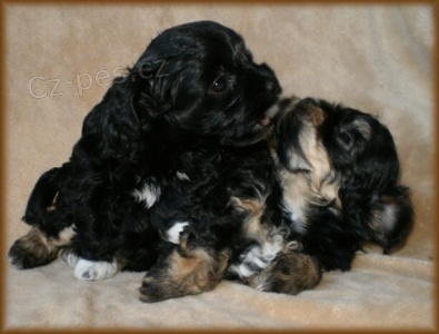 Bolo�sk� ps�k - barevn� �t���tka