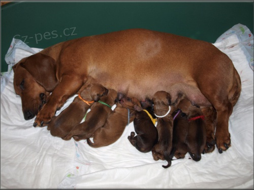 Jezev��k hladkosrst� standard