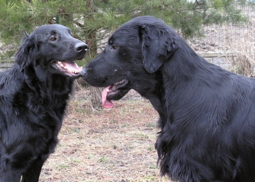 Flat Coated Retriever-p��jem z�znamu na �t���tka