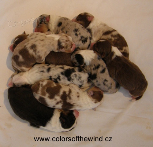 Australsk� ov��k �t��ata