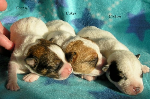 �t���tka- Jack Russell Teri�r s rodokmenem