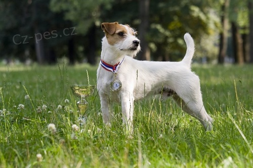 Parson Russell Teri�r - kryc� pes