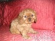 Kavalir king charles spaniel