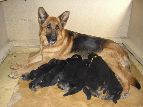 �t��ata n�meck�ho ov��ka s PP