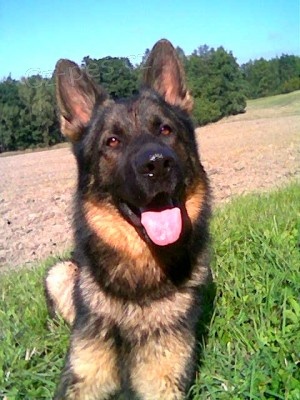 N�meck� ov��k �t��ata